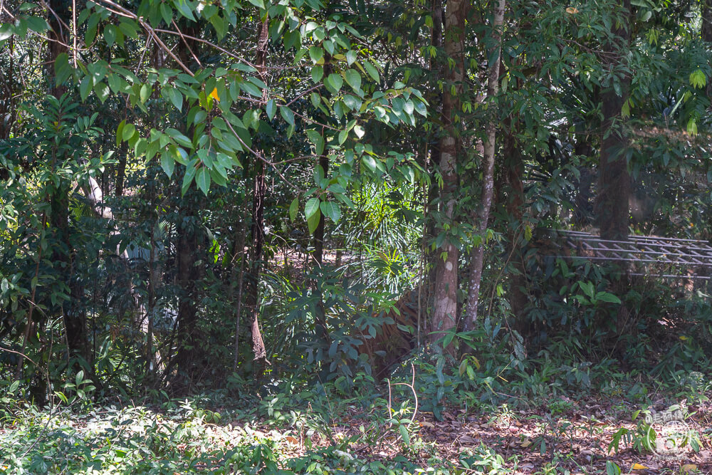 珍珠野生動物園,Vinpearl Safari Phu Quoc,富國島珍珠野生動物園,富國島景點,富國島北部景點,富國島動物園,富國島必去,富國島旅遊,富國島自由行