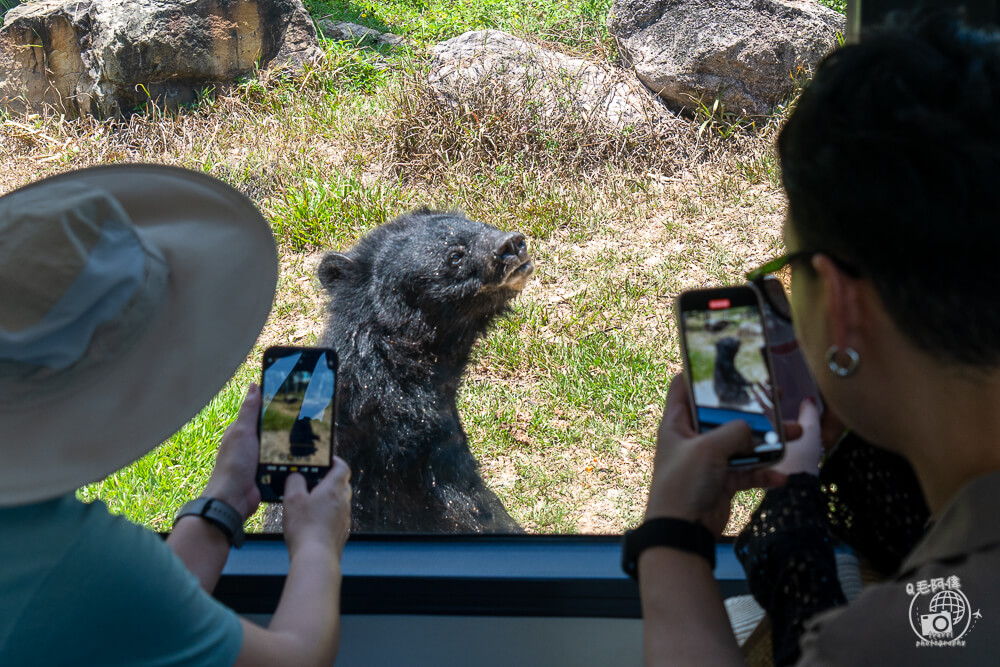 珍珠野生動物園,Vinpearl Safari Phu Quoc,富國島珍珠野生動物園,富國島景點,富國島北部景點,富國島動物園,富國島必去,富國島旅遊,富國島自由行