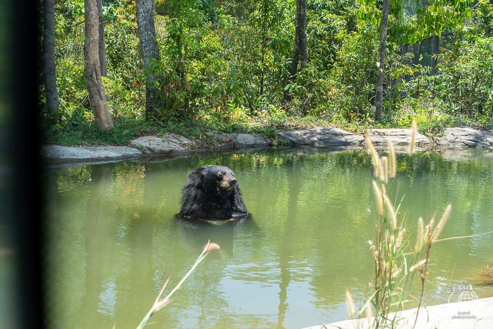 珍珠野生動物園,Vinpearl Safari Phu Quoc,富國島珍珠野生動物園,富國島景點,富國島北部景點,富國島動物園,富國島必去,富國島旅遊,富國島自由行