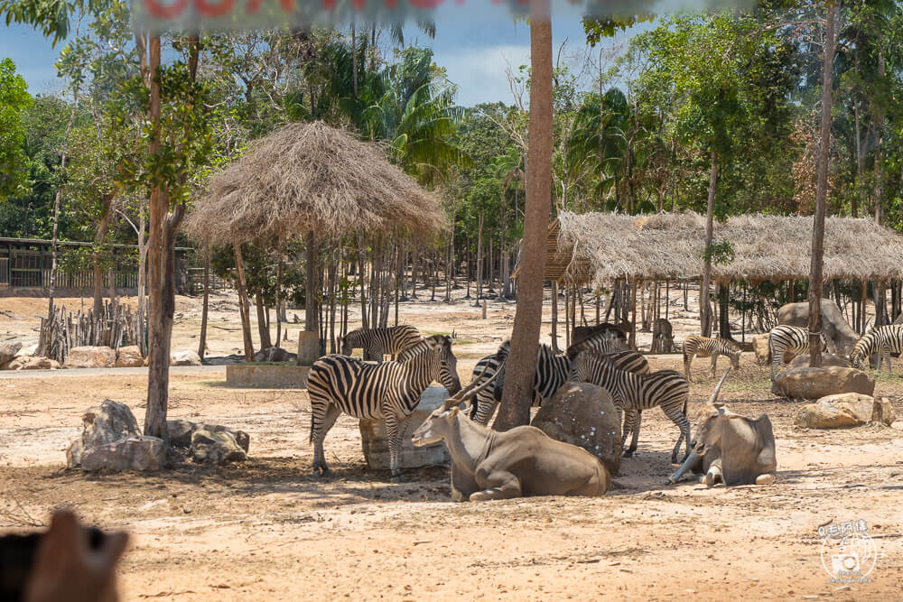 珍珠野生動物園,Vinpearl Safari Phu Quoc,富國島珍珠野生動物園,富國島景點,富國島北部景點,富國島動物園,富國島必去,富國島旅遊,富國島自由行