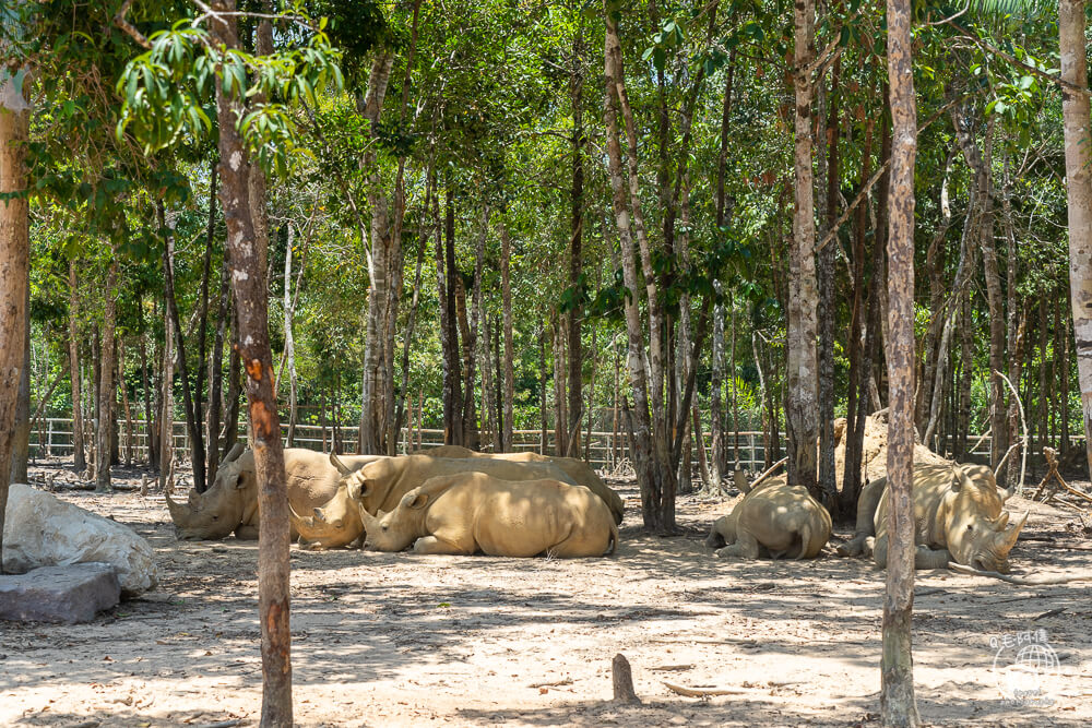 珍珠野生動物園,Vinpearl Safari Phu Quoc,富國島珍珠野生動物園,富國島景點,富國島北部景點,富國島動物園,富國島必去,富國島旅遊,富國島自由行