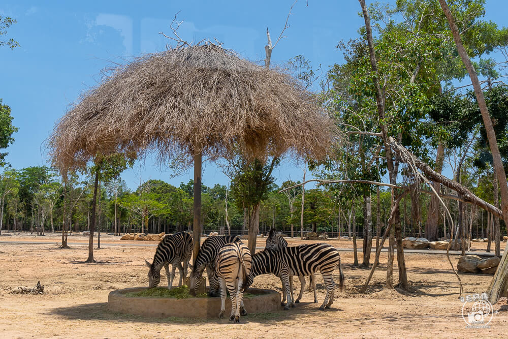 珍珠野生動物園,Vinpearl Safari Phu Quoc,富國島珍珠野生動物園,富國島景點,富國島北部景點,富國島動物園,富國島必去,富國島旅遊,富國島自由行