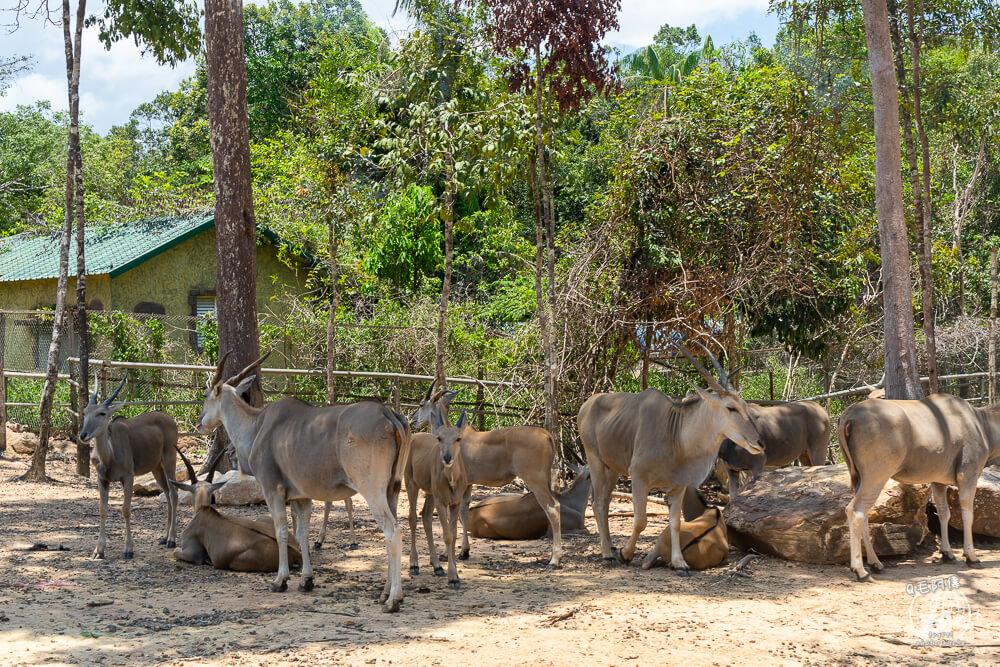 珍珠野生動物園,Vinpearl Safari Phu Quoc,富國島珍珠野生動物園,富國島景點,富國島北部景點,富國島動物園,富國島必去,富國島旅遊,富國島自由行