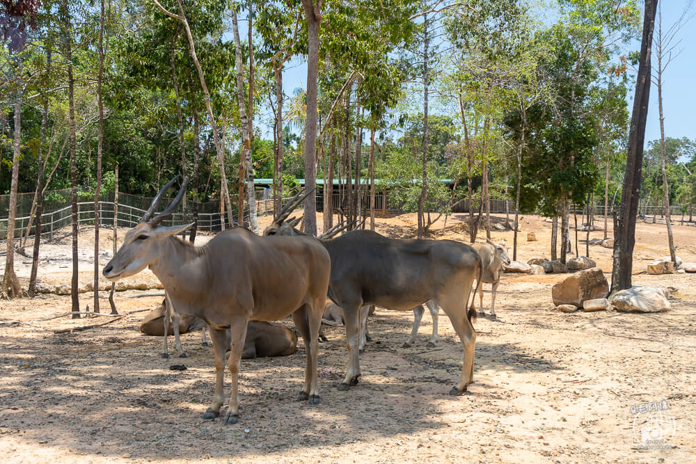 珍珠野生動物園,Vinpearl Safari Phu Quoc,富國島珍珠野生動物園,富國島景點,富國島北部景點,富國島動物園,富國島必去,富國島旅遊,富國島自由行