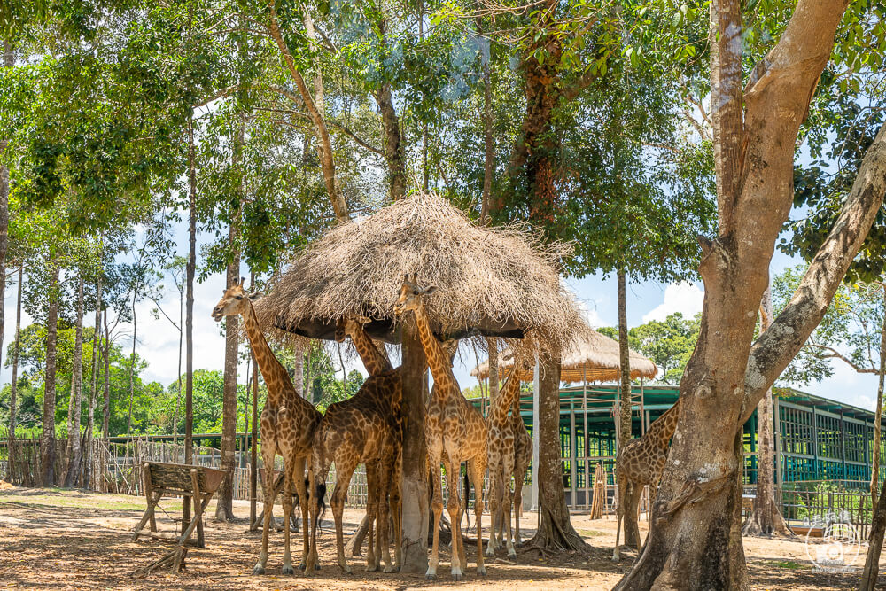 珍珠野生動物園,Vinpearl Safari Phu Quoc,富國島珍珠野生動物園,富國島景點,富國島北部景點,富國島動物園,富國島必去,富國島旅遊,富國島自由行