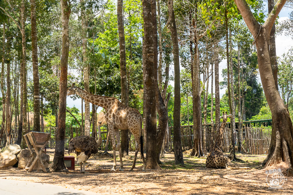 珍珠野生動物園,Vinpearl Safari Phu Quoc,富國島珍珠野生動物園,富國島景點,富國島北部景點,富國島動物園,富國島必去,富國島旅遊,富國島自由行