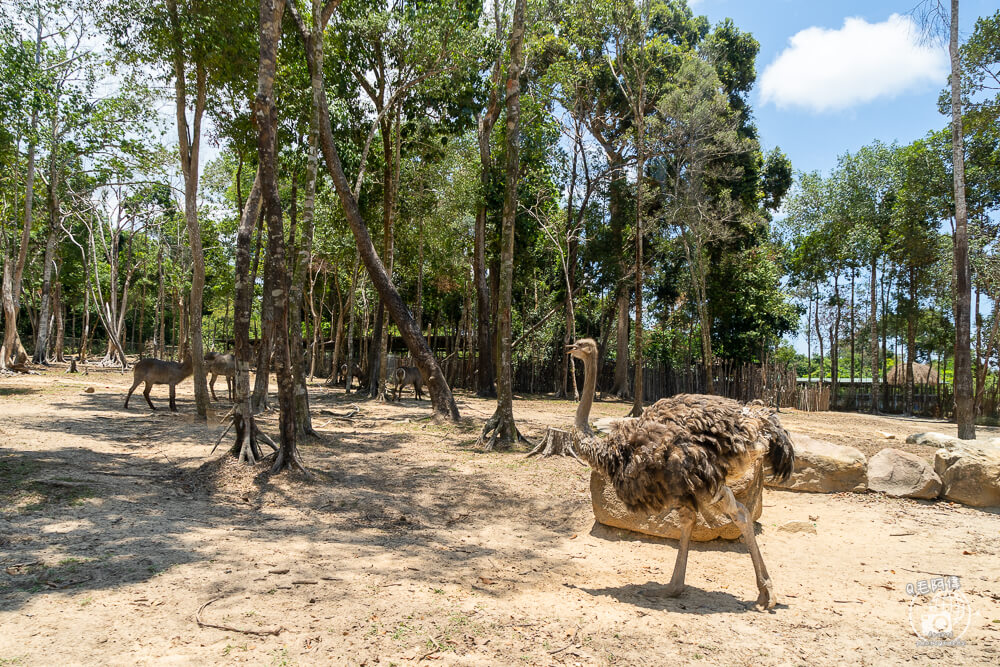 珍珠野生動物園,Vinpearl Safari Phu Quoc,富國島珍珠野生動物園,富國島景點,富國島北部景點,富國島動物園,富國島必去,富國島旅遊,富國島自由行