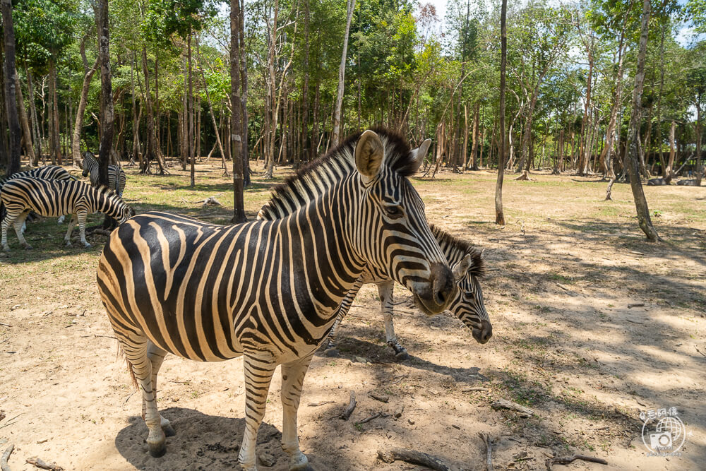 珍珠野生動物園,Vinpearl Safari Phu Quoc,富國島珍珠野生動物園,富國島景點,富國島北部景點,富國島動物園,富國島必去,富國島旅遊,富國島自由行