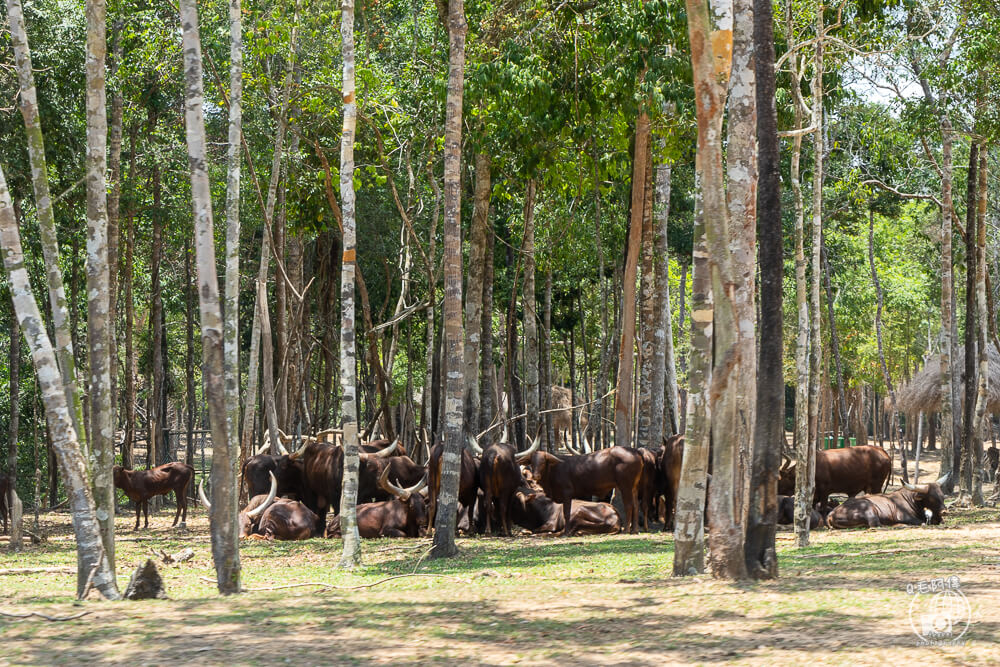 珍珠野生動物園,Vinpearl Safari Phu Quoc,富國島珍珠野生動物園,富國島景點,富國島北部景點,富國島動物園,富國島必去,富國島旅遊,富國島自由行