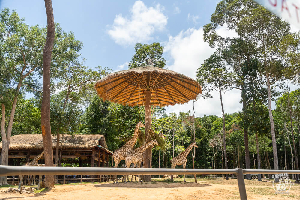 珍珠野生動物園,Vinpearl Safari Phu Quoc,富國島珍珠野生動物園,富國島景點,富國島北部景點,富國島動物園,富國島必去,富國島旅遊,富國島自由行